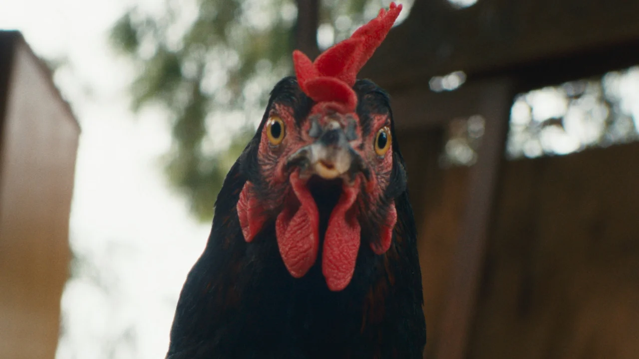 فيلم Hen 2026 مترجم